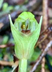 Pterostylis concinna