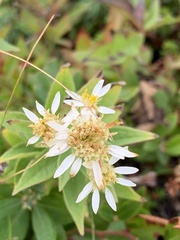 Doellingeria umbellata