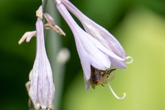 Megachile centuncularis