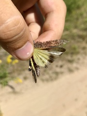 Trimerotropis verruculata