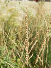 Beckmannia syzigachne