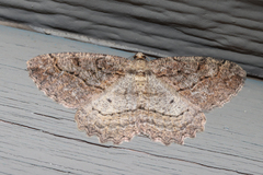 Neoalcis californiaria