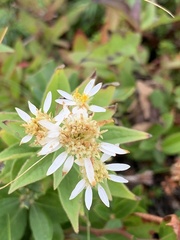 Doellingeria umbellata