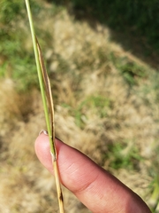 Beckmannia syzigachne