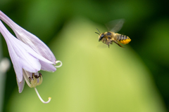 Megachile centuncularis