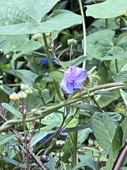 Ipomoea hederacea