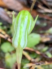 Pterostylis concinna