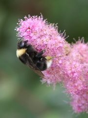 Bombus occidentalis