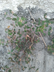 Euphorbia ophthalmica