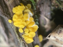 Calycina citrina