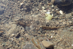 Favonigobius exquisitus