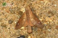 Paralebeda uniformis