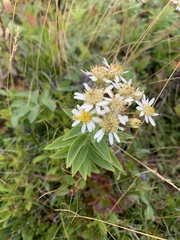 Doellingeria umbellata