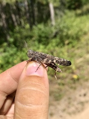 Trimerotropis verruculata