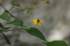 Insecta
