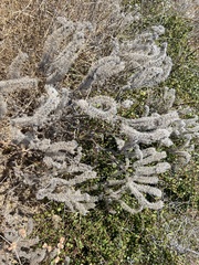Phacelia