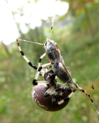Araneus trifolium