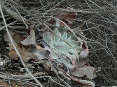 Dudleya pulverulenta