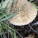 Lycoperdon marginatum - Photo (c) pinonbistro,  זכויות יוצרים חלקיות (CC BY-NC), הועלה על ידי pinonbistro