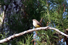 Pyrocephalus rubinus