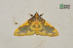 Pachynoa thoosalis