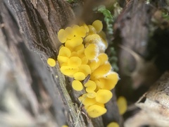 Calycina citrina