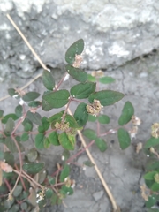Euphorbia ophthalmica