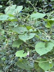 Ipomoea hederacea