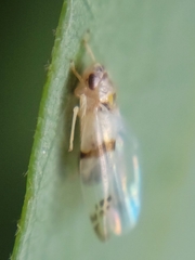 Empoa gillettei