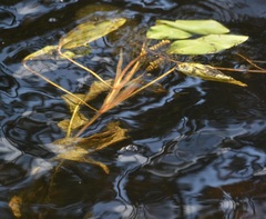 Potamogeton amplifolius