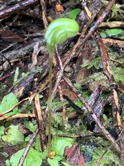 Pterostylis concinna