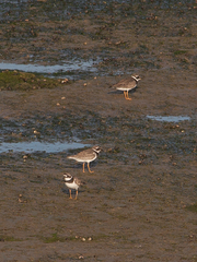 Charadrius hiaticula