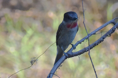 Pachyramphus aglaiae