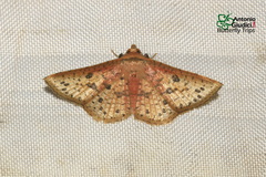 Striglina duplicifimbria