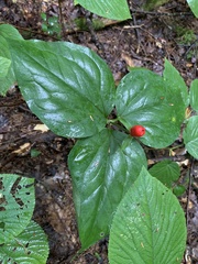 Trillium undulatum