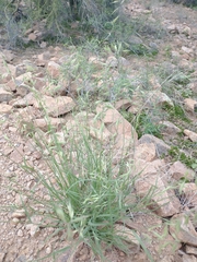Bouteloua repens