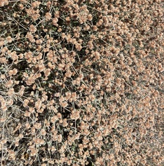 Eriogonum cinereum