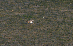 Charadrius hiaticula