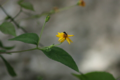 Insecta