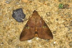 Thyas coronata