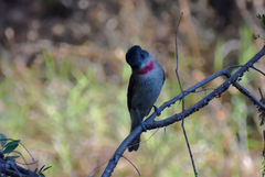 Pachyramphus aglaiae