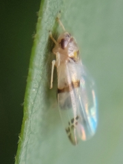 Empoa gillettei