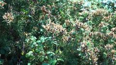 Ulex