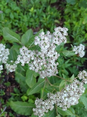 Parthenium integrifolium
