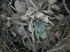 Dudleya pulverulenta