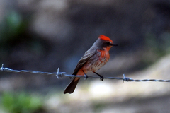 Pyrocephalus rubinus