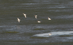 Charadrius hiaticula