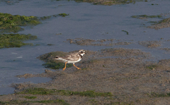 Charadrius hiaticula