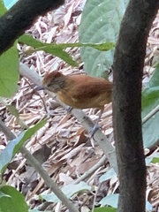 Thamnophilus doliatus