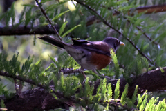 Turdus rufopalliatus